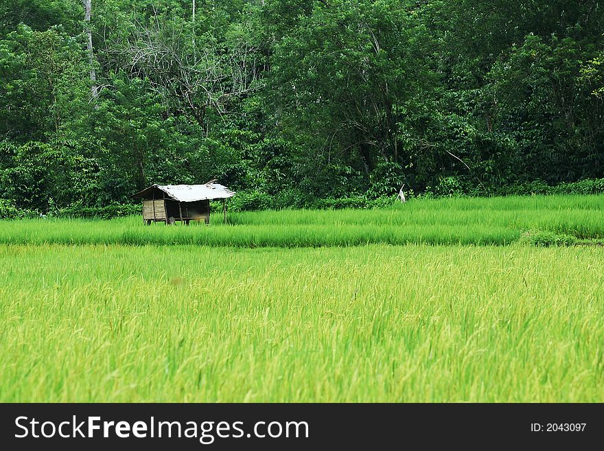 A little shed in the middle of a rice paddy in indonesia
