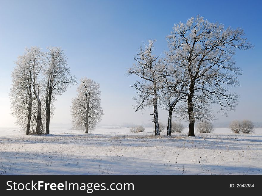 Trees are covered a hoarfrost in a sun cold day. Trees are covered a hoarfrost in a sun cold day