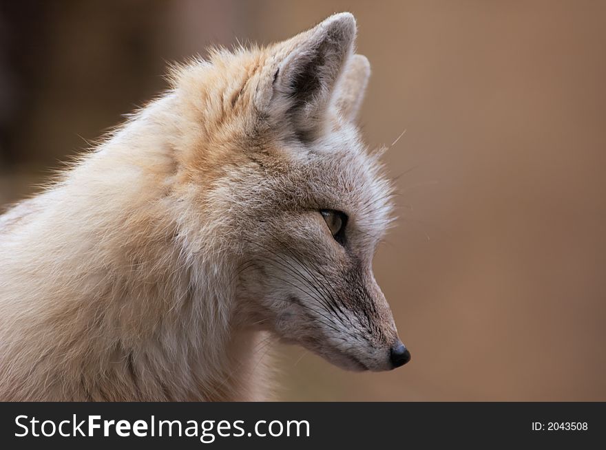 Portrait of a beautiful corsac fox