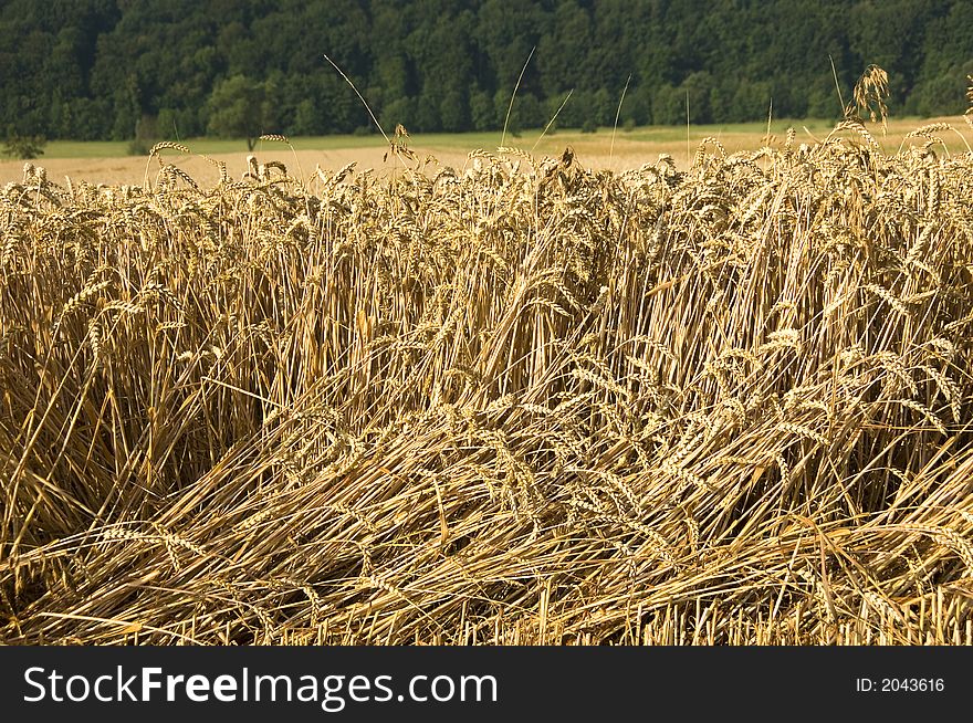 Wheat ready to get harvested. Wheat ready to get harvested.