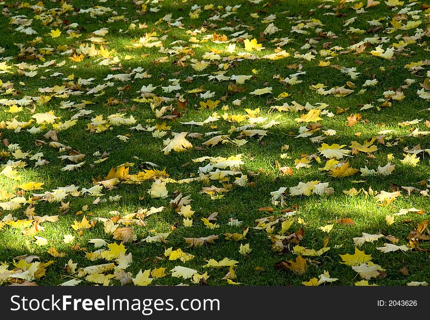 Maple autumn leaves on the ground with sunny spots. With space for copy. Maple autumn leaves on the ground with sunny spots. With space for copy.