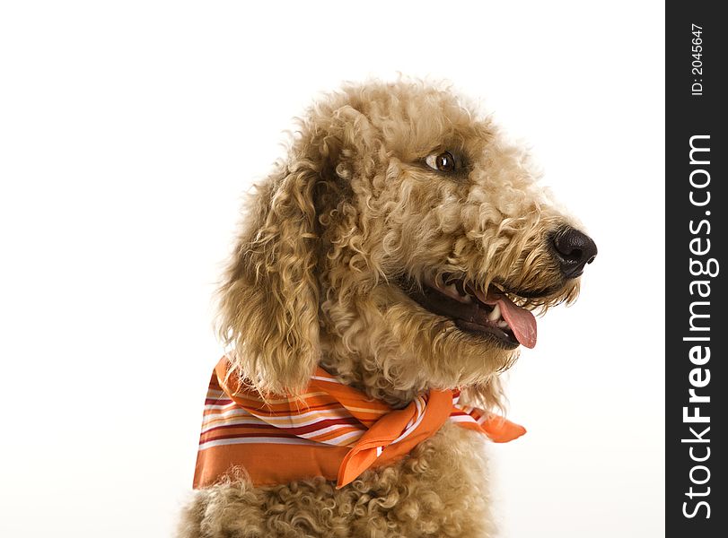 Dog wearing bandana