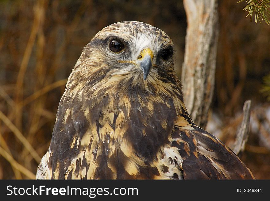 Rough-legged Hawk (Buteo lagopus), portrait with bush as background. Rough-legged Hawk (Buteo lagopus), portrait with bush as background