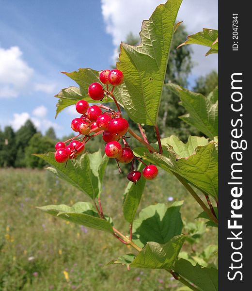 Red berries of a guelder-rose on a background of a green grass and the blue cloudy sky in a bright sunny day