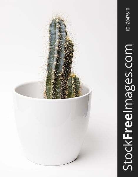 A spiky cactus in a white pot