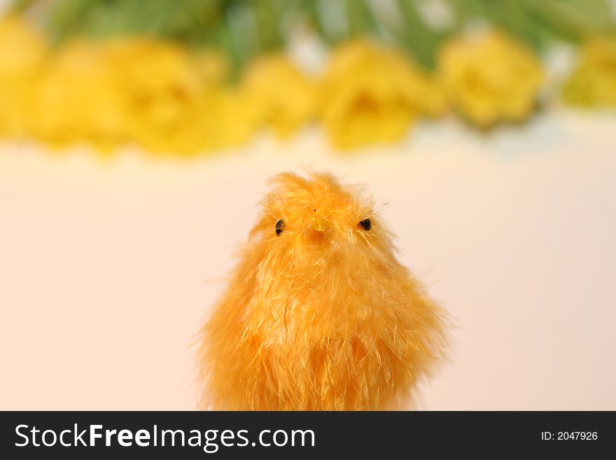 Yellow chicken baby in tulips background