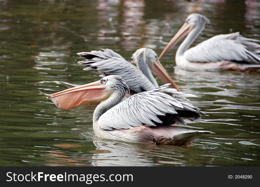 Feeding time for pelicans and showing fish in pouch. Feeding time for pelicans and showing fish in pouch