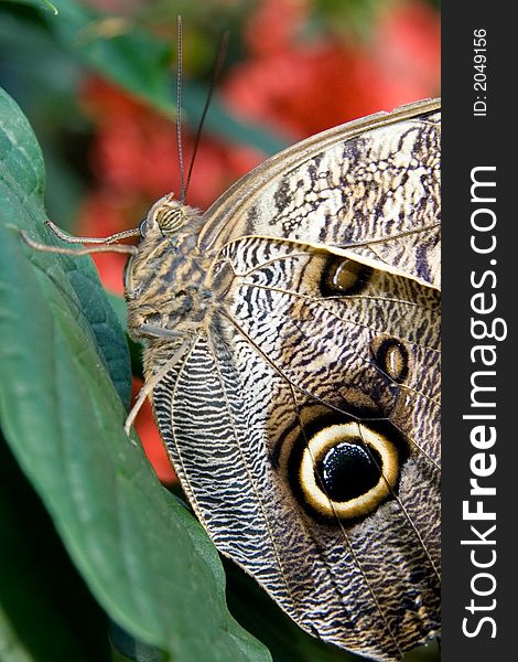 Side view of an Owl Butterfly (Caligo eurilochus).