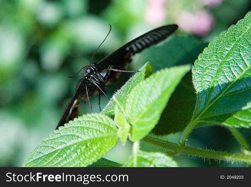 Close-up on the front of a Great Mormon Butterfly (Papilio memnon)