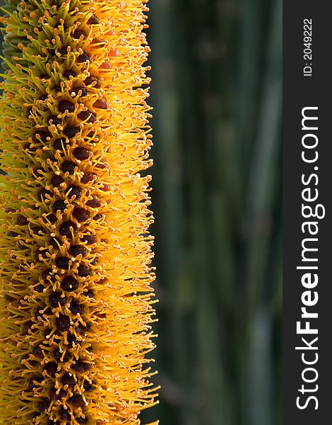 Close-up on the orange stamens from an Aloe flower.