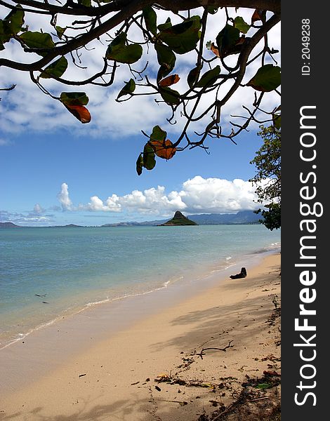 Paradise beach framed by a tree hawaii
