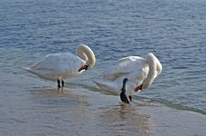Swans Royalty Free Stock Photography