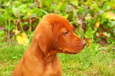 Eight Weeks Old Puppy Hungarian Vizsla Portrait Royalty Free Stock Images Eight Weeks Old Puppy Hungarian Vizsla Portrait Royalty Free Stock Images