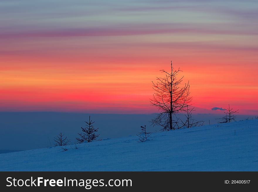 Winter landscape with a sunset and fir-trees