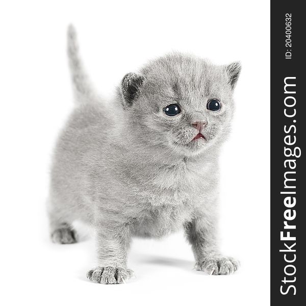 Gray british kitten