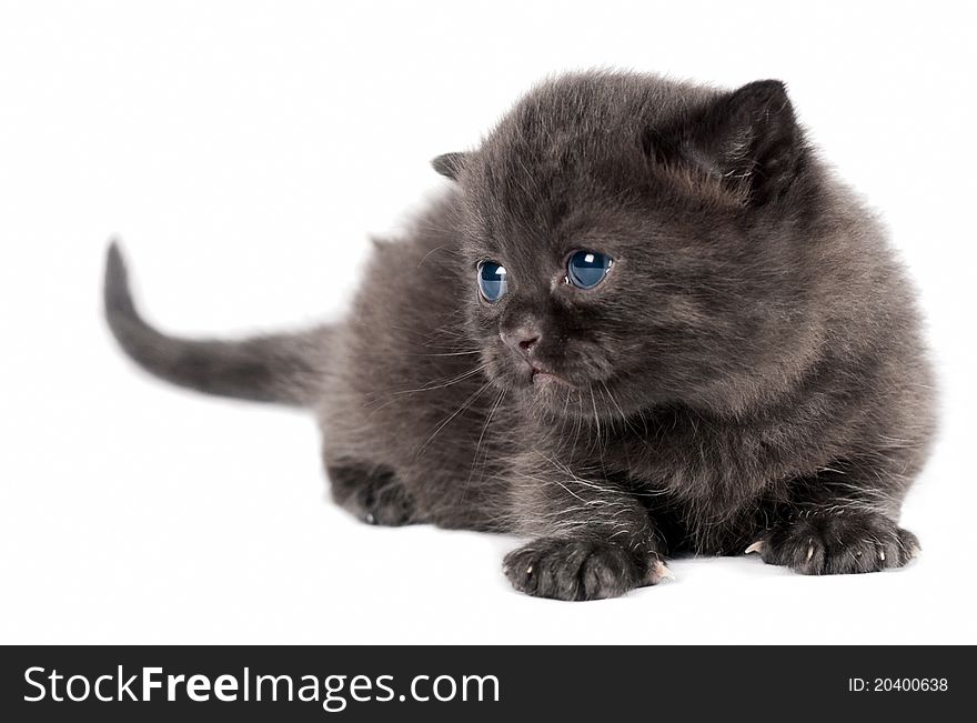 Brown small british kitten on white background. Brown small british kitten on white background