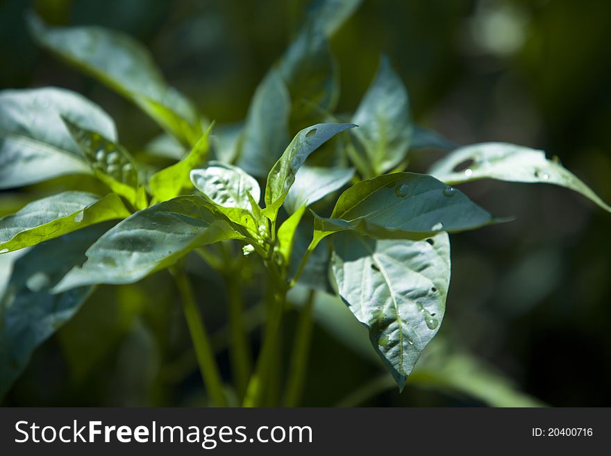 Green pepper in peasant garden