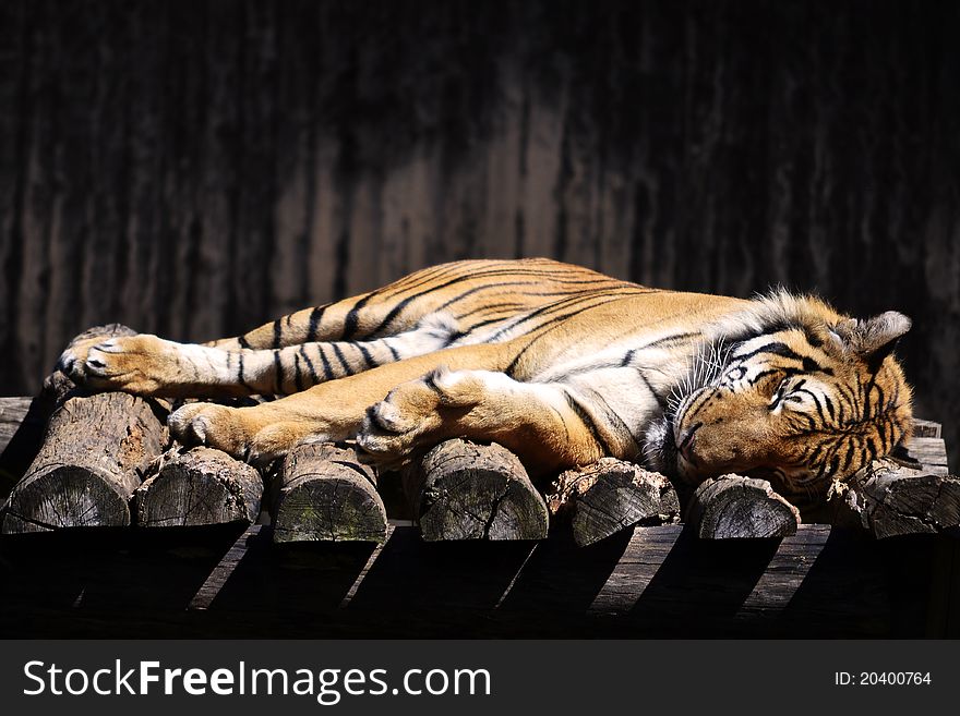 A tiger sleeping on a wooden platform in the zoo. A tiger sleeping on a wooden platform in the zoo