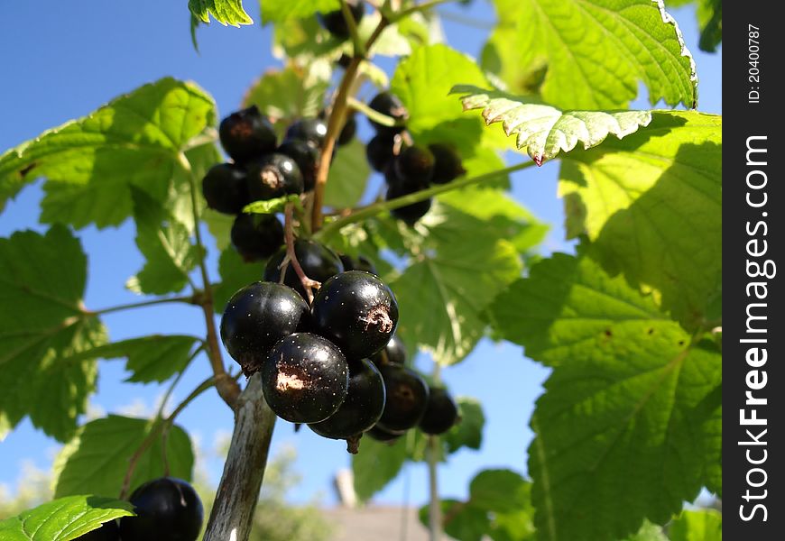 Ripe black currant on branch at the blue sky