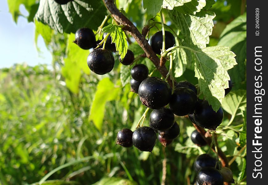 Black Currant On Branch