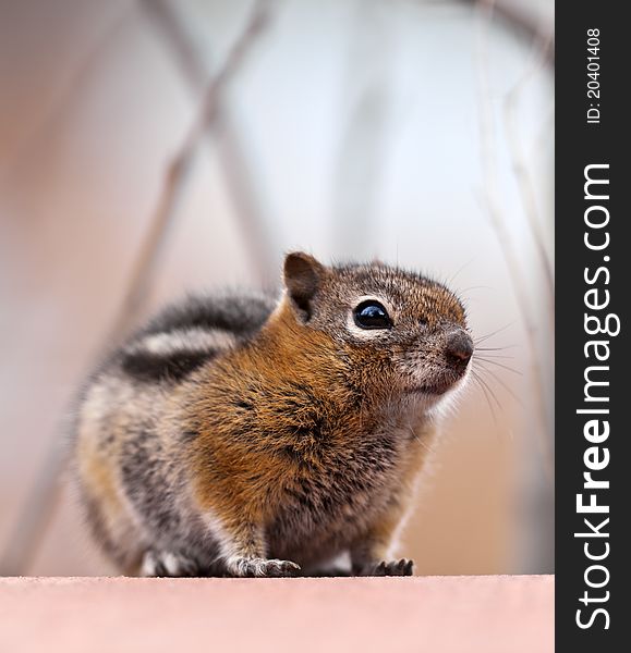 A close up shot of a chipmunk with room for copy space