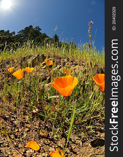 California poppies growing on hillside in San Fransisco