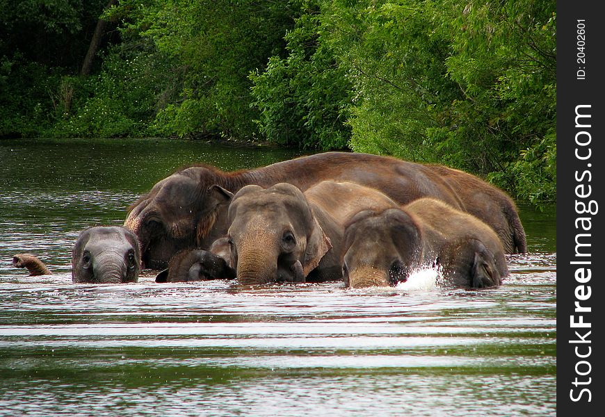 A family of elephants going for their morning swim. A family of elephants going for their morning swim