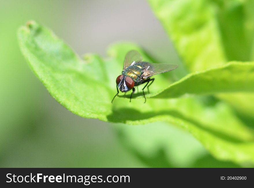 Horse fly on green leaf