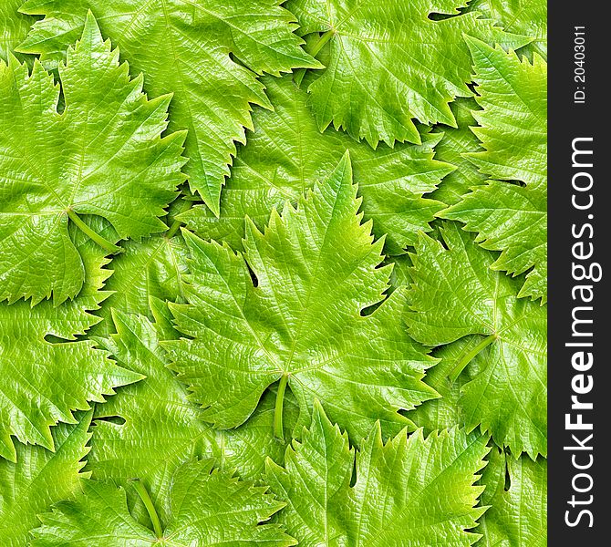 Vine leafs seamless background - texture pattern for continuous replicate. Vine leafs seamless background - texture pattern for continuous replicate.