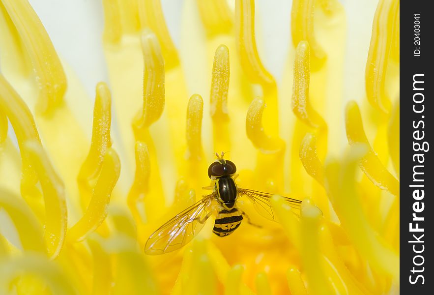 Fly on yellow lily closeup. Fly on yellow lily closeup