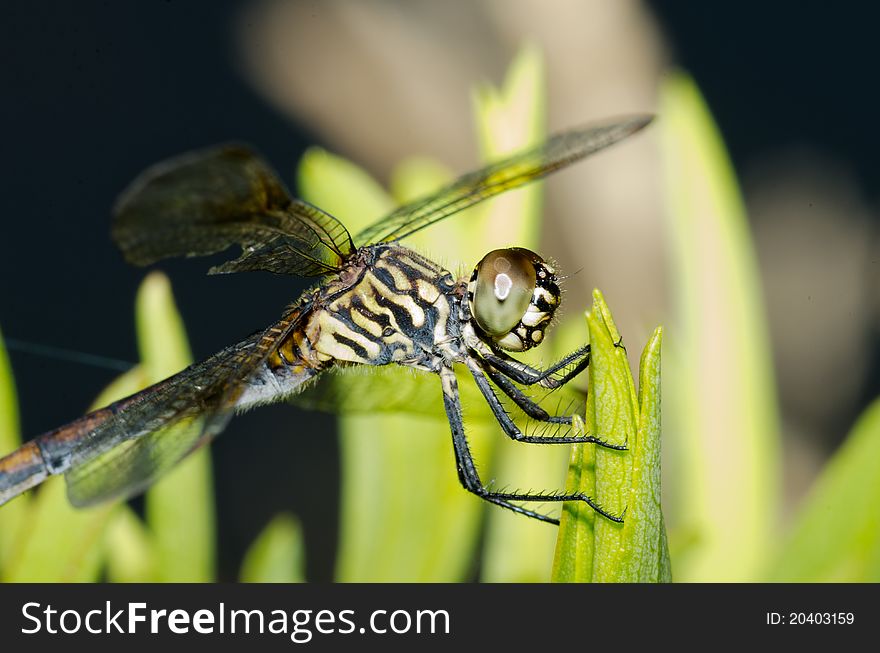 Closeup photograph of resting dragonfly