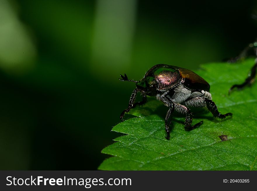 Closeup photograph of green beetle