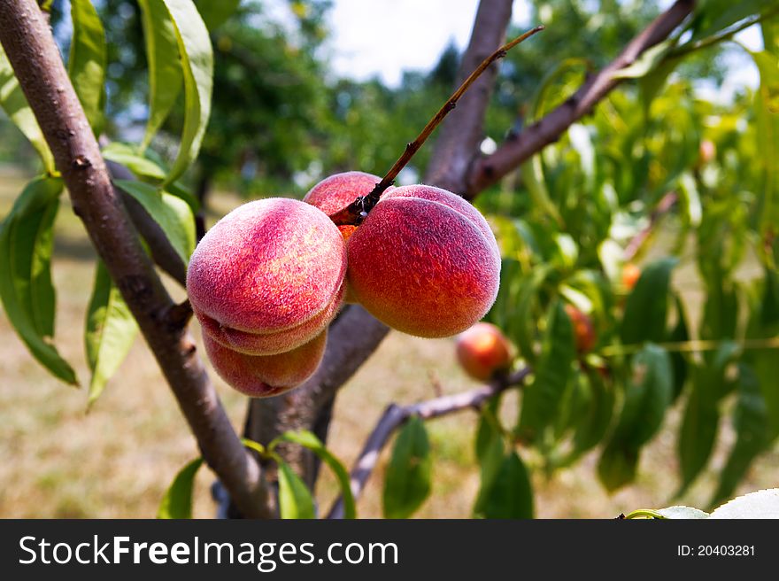 Peaches On Tree Branches