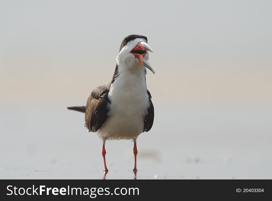 Black skimmer on beach in NJ