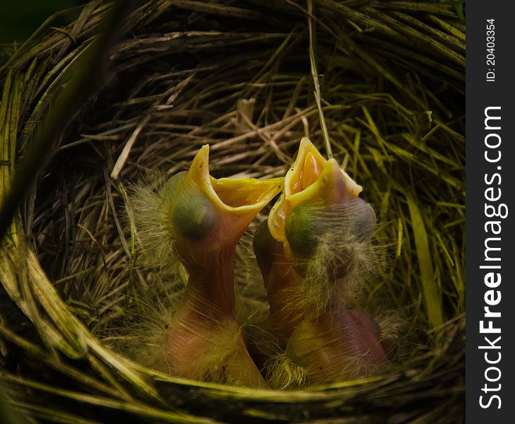 Baby birds in robin nest