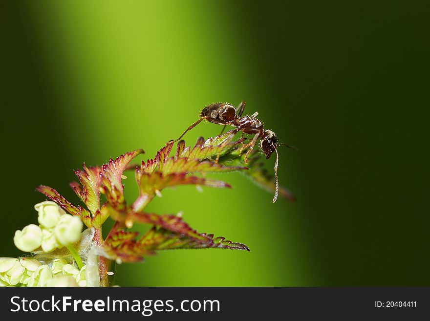 An ant diving from a plant. An ant diving from a plant