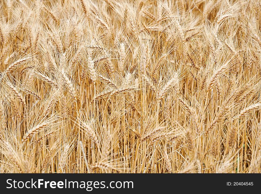 Wheat is the leading source of vegetable protein in human food.