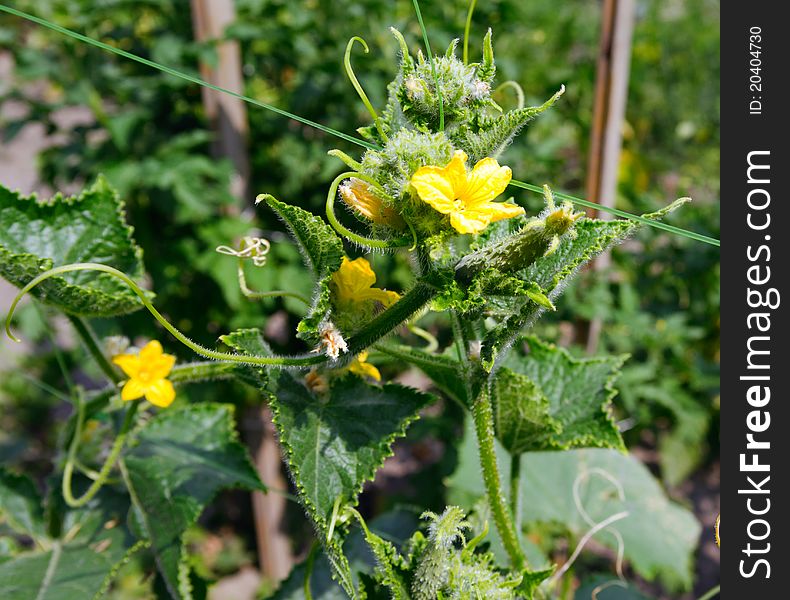 Cucumber plant with small cucumber growing near flower