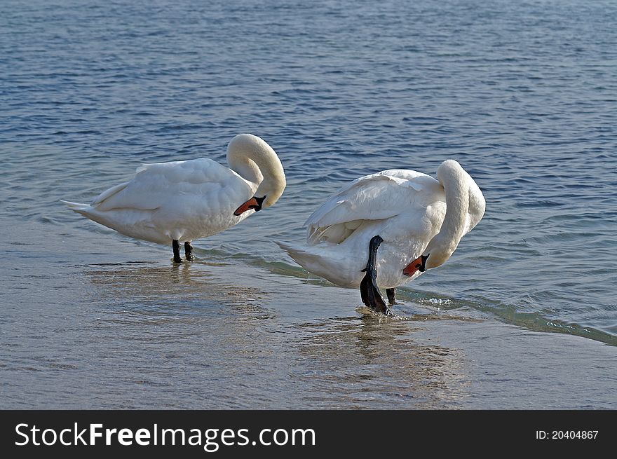 A pair of swans on the beach