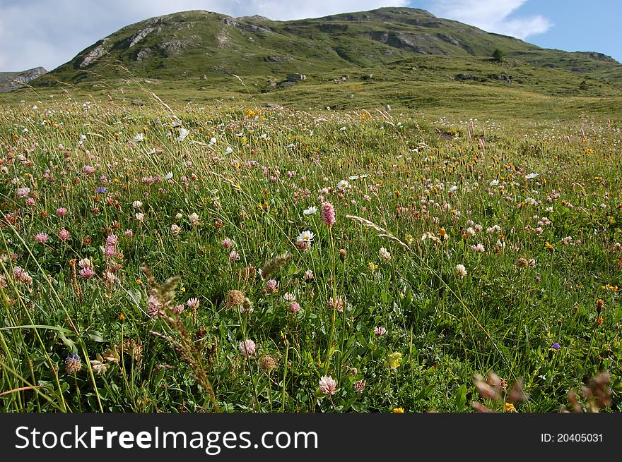 Alpin Meadow