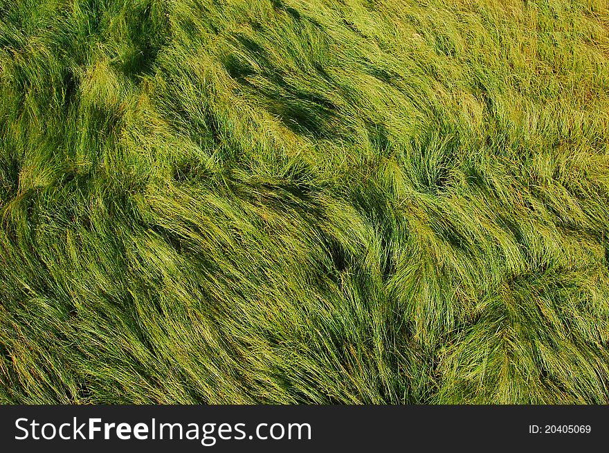 Green lush soft summer grass. Green lush soft summer grass