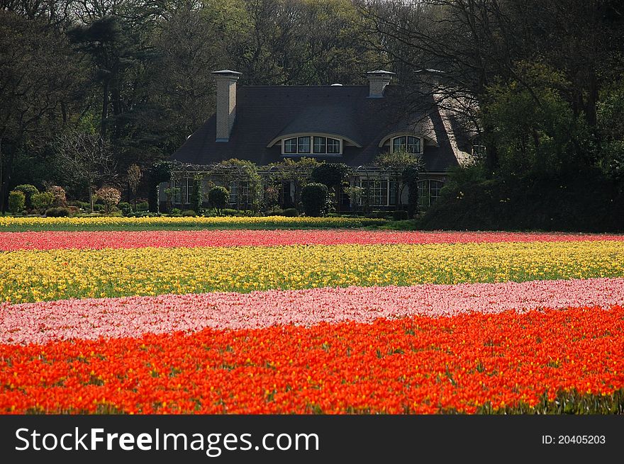 A house lost in tulips' fields in Netherlands. A house lost in tulips' fields in Netherlands