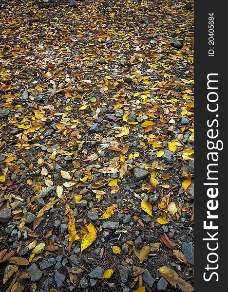 Forest floor with fall leaves and stones