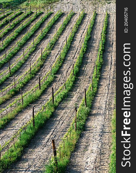 Rows of a vineyard in emilia romagna