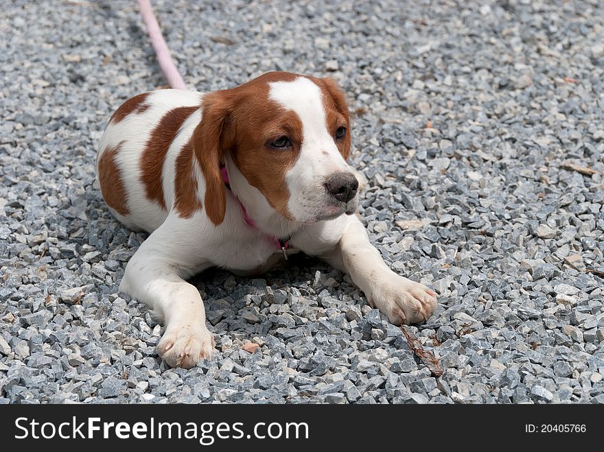 Breton puppy lying on the gravel
