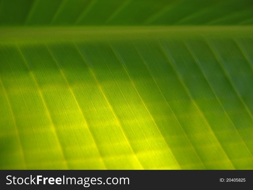 Close up of palm leaf striped texture. Close up of palm leaf striped texture