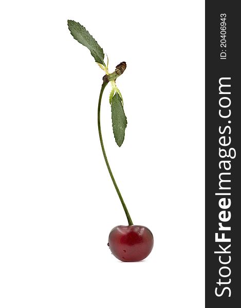 One cherry on the white background with two green leaves