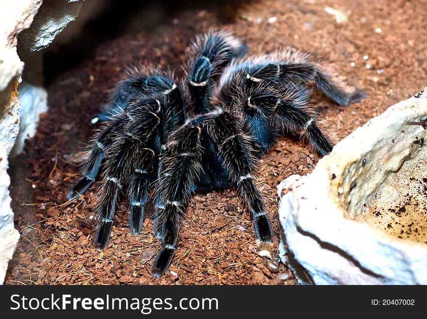 Black tarantula on natural environment