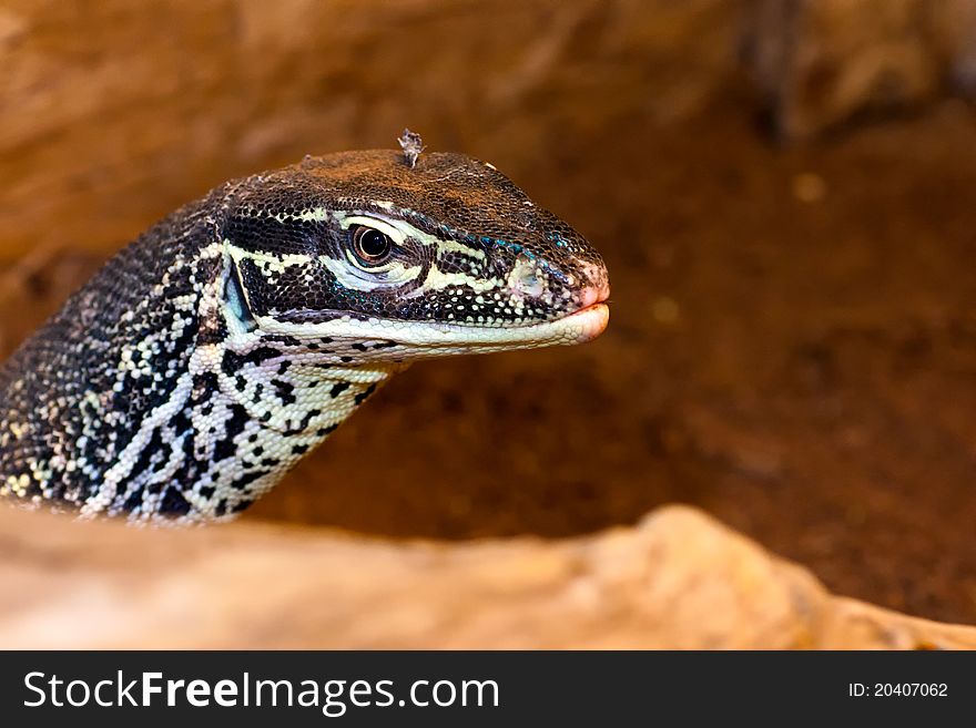 Gouldii varan varanus gouldii in natural environment