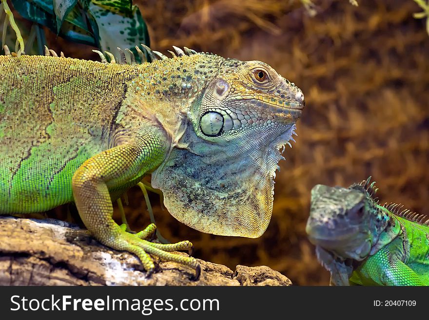 Two iguanas in natural environment